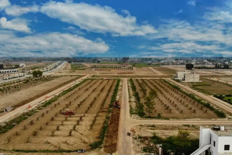 Green Park Avenue Drive tree plantation